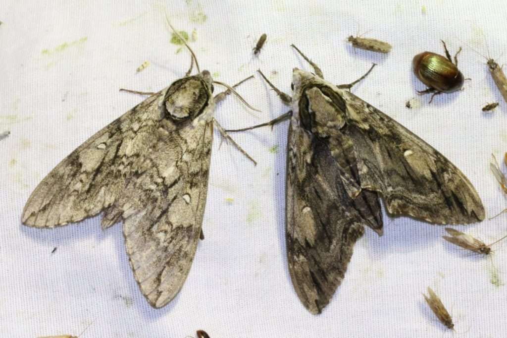 DERRATE ALIMENTARI